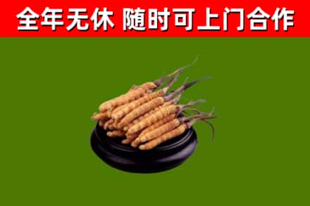 青羊回收散虫草