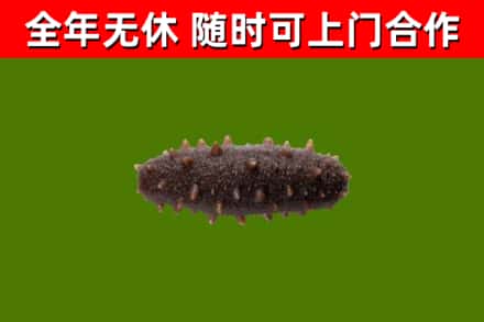 青羊回收海参干